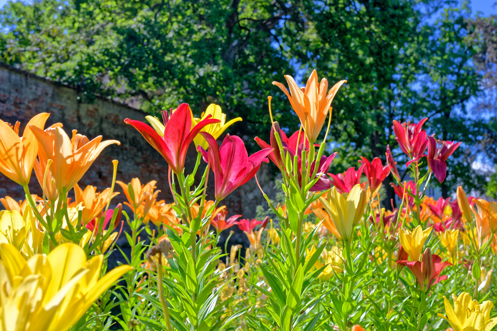 Blütenpracht im Stadtpark