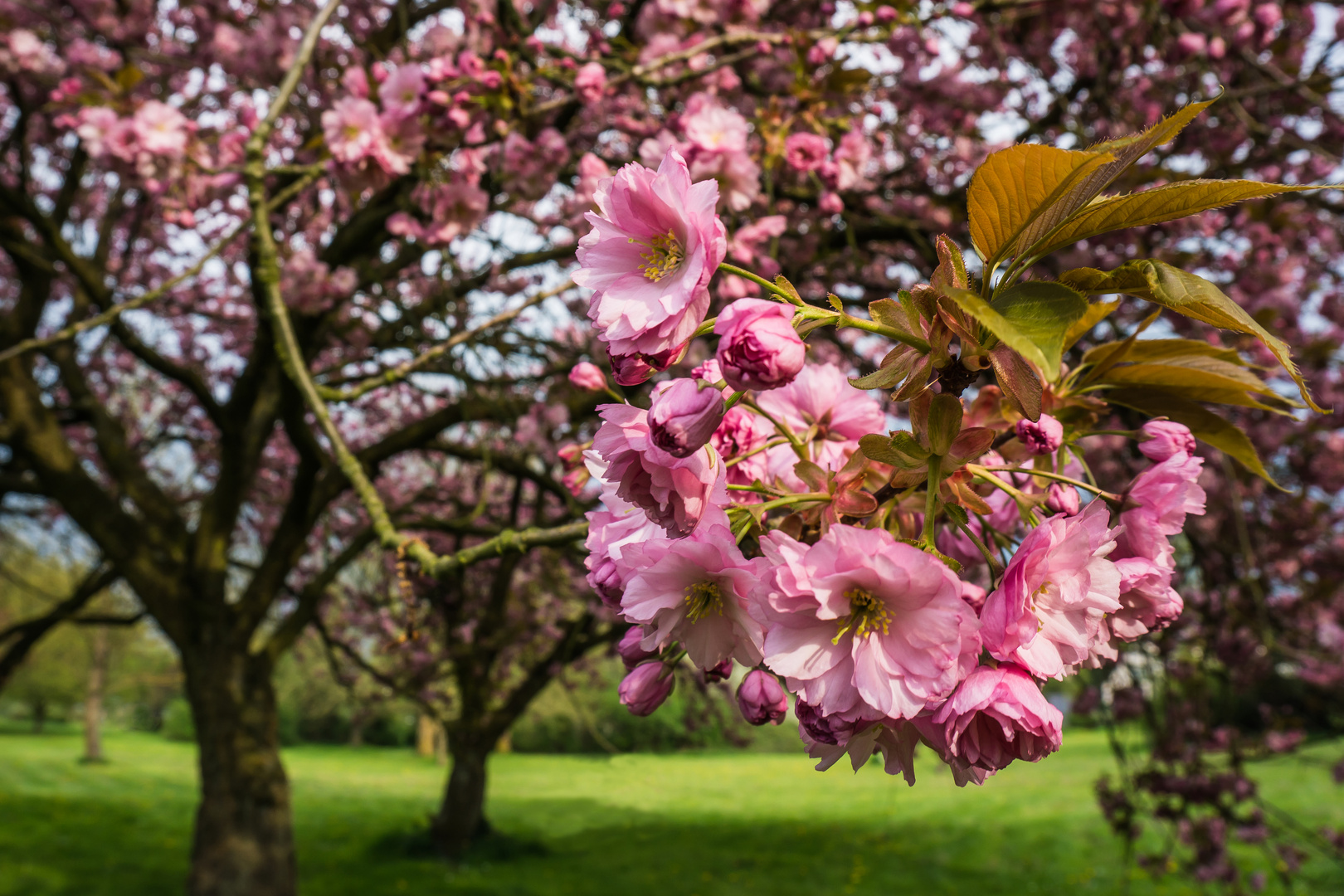 Blütenpracht im Stadtpark