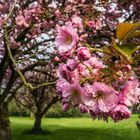 Blütenpracht im Stadtpark