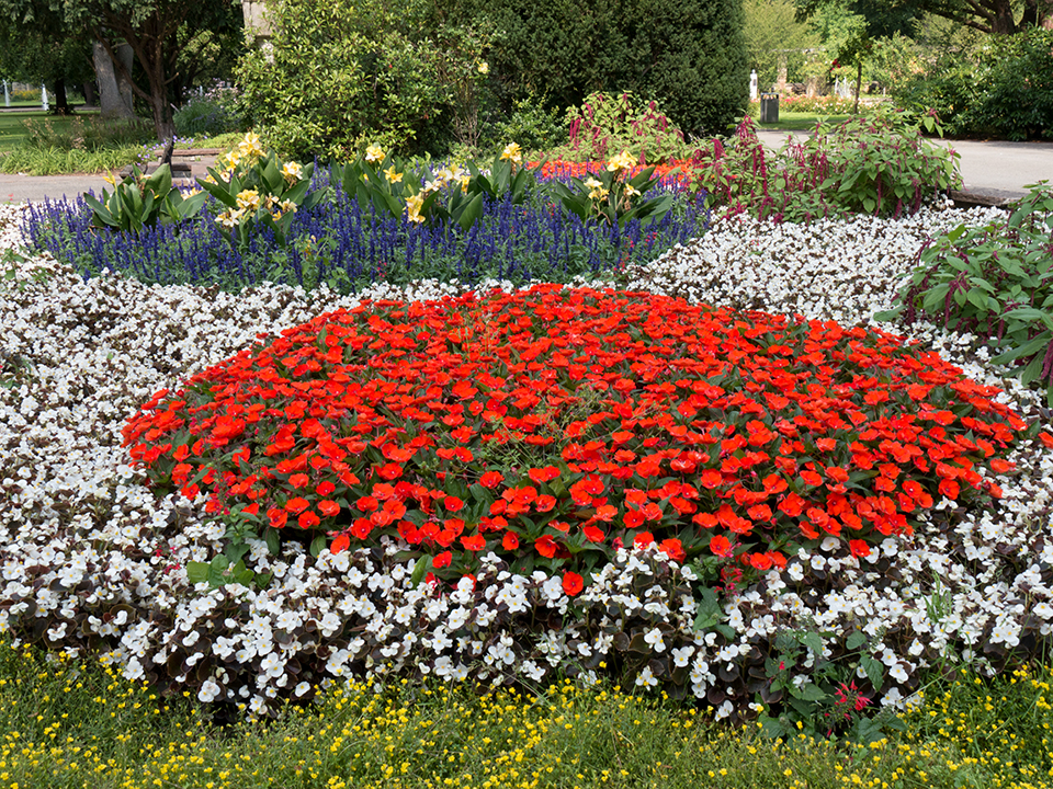 Blütenpracht im Stadtpark Fürth (Bay)  -2-