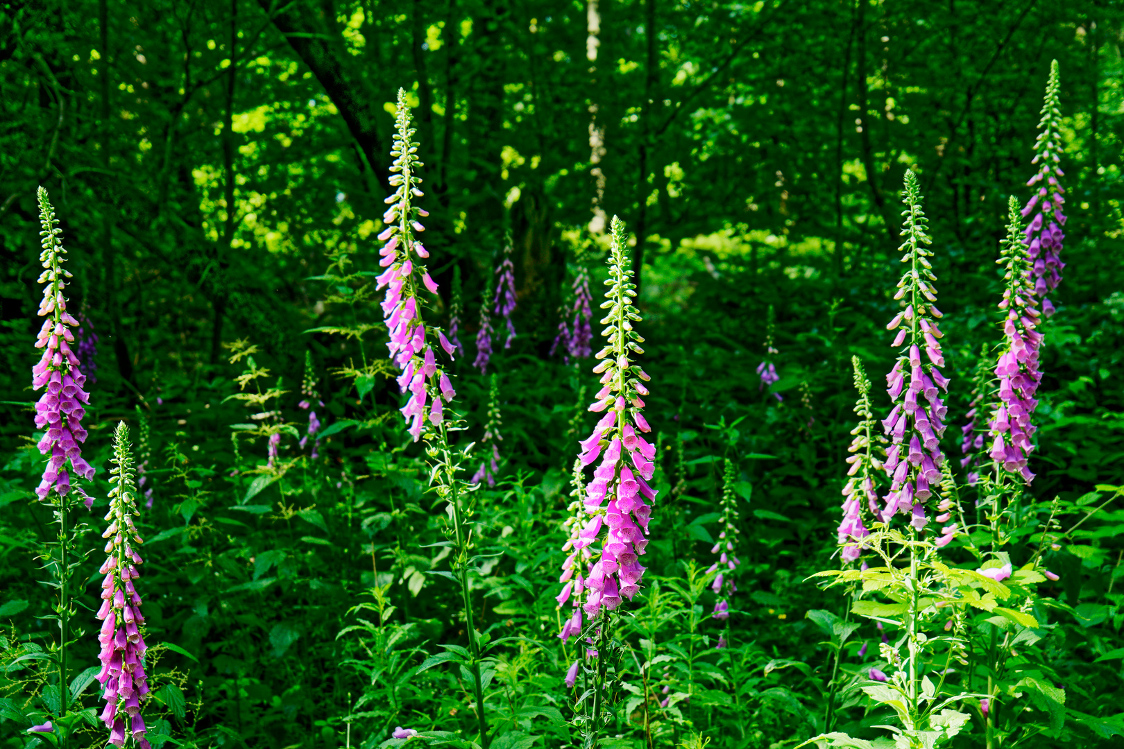 Blütenpracht im Wald