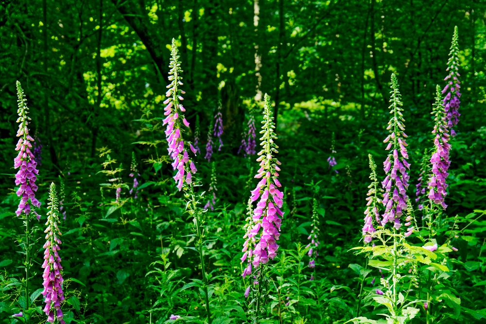 Blütenpracht im Wald