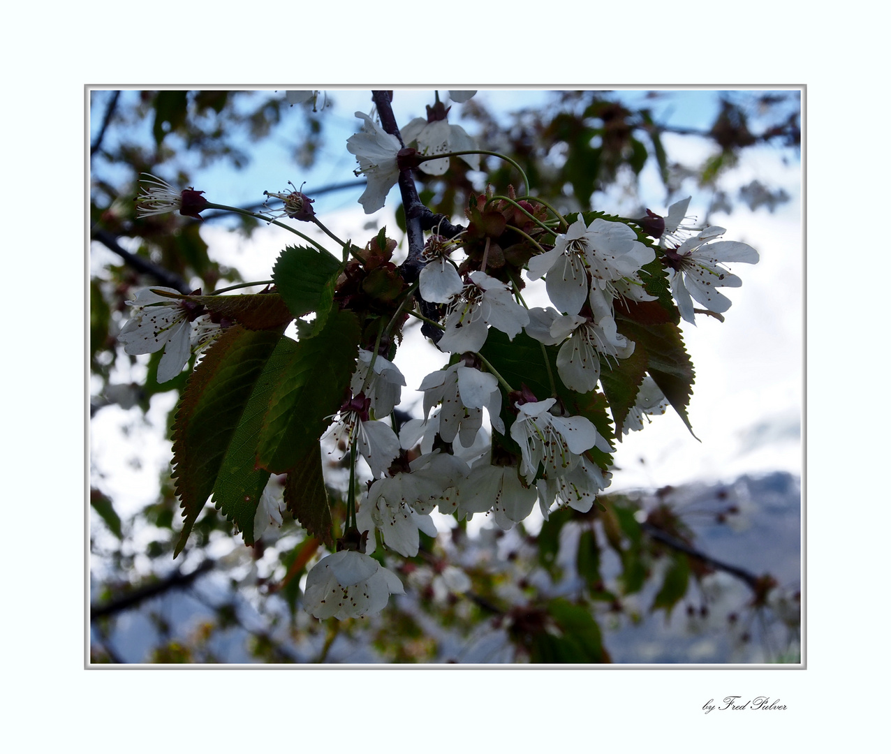 Blütenpracht im Wallis 