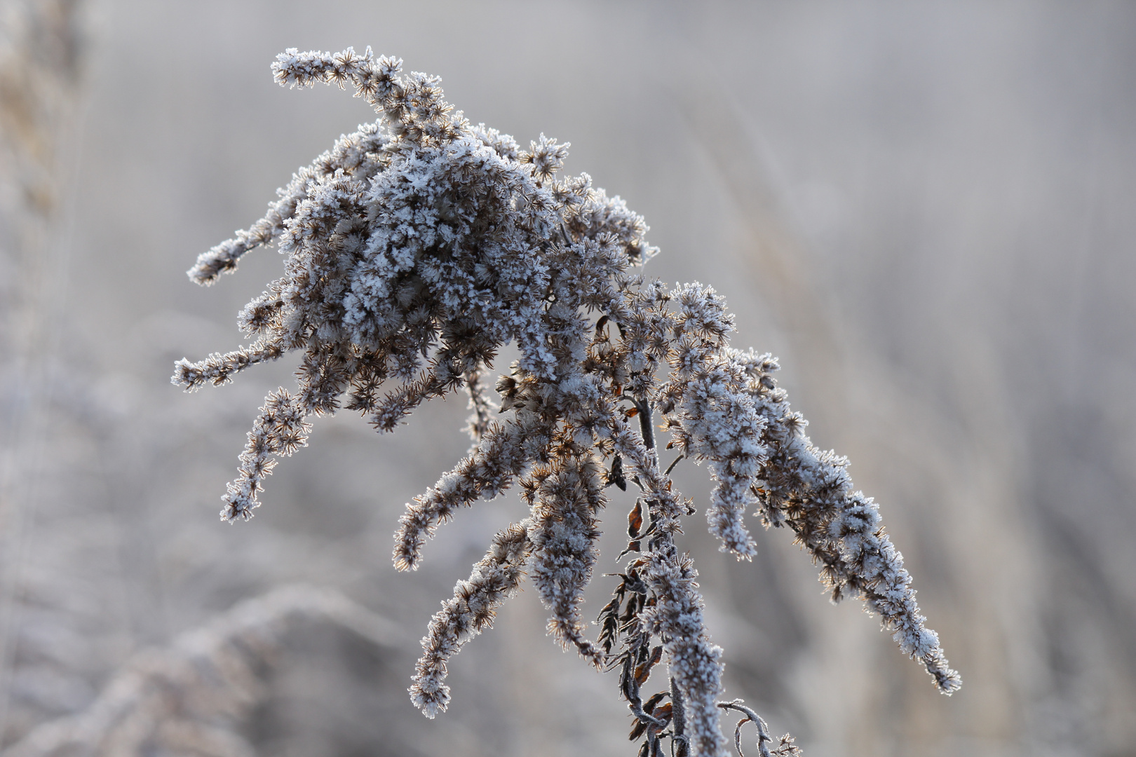 Blütenpracht im Winter