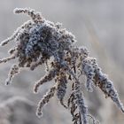 Blütenpracht im Winter