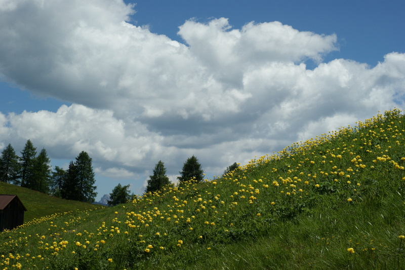 Blütenpracht in 1900m Höhe