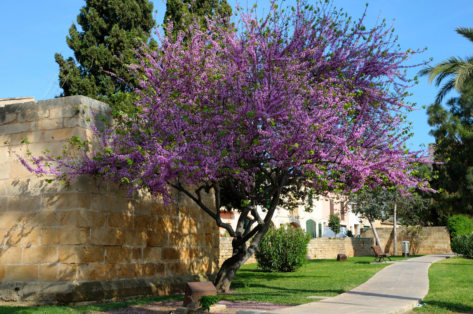 Blütenpracht in Alcudia