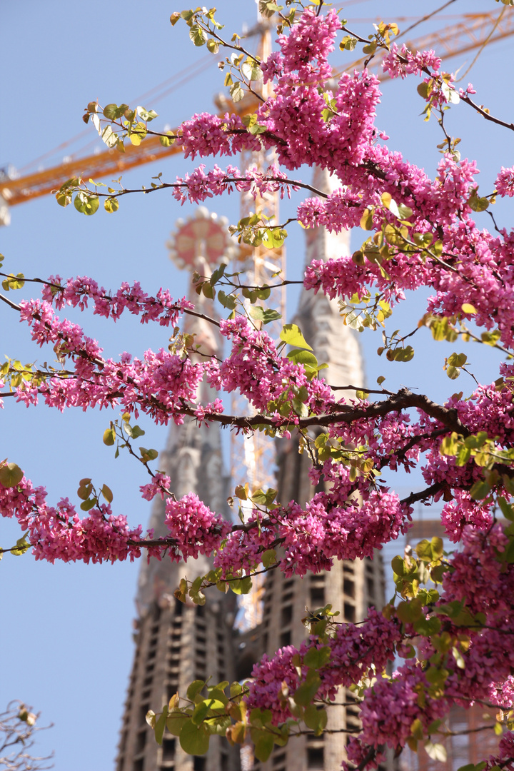 Blütenpracht in Barcelona