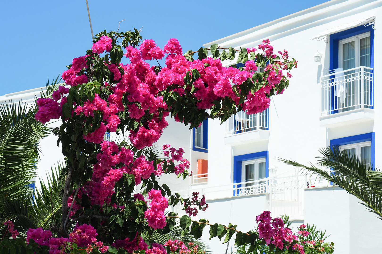 Blütenpracht in Bodrum, Türkei, Juni 2015 (3)