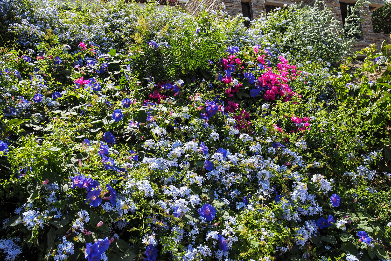 Blütenpracht in Bodrum, Türkei, Juni 2015 (4)