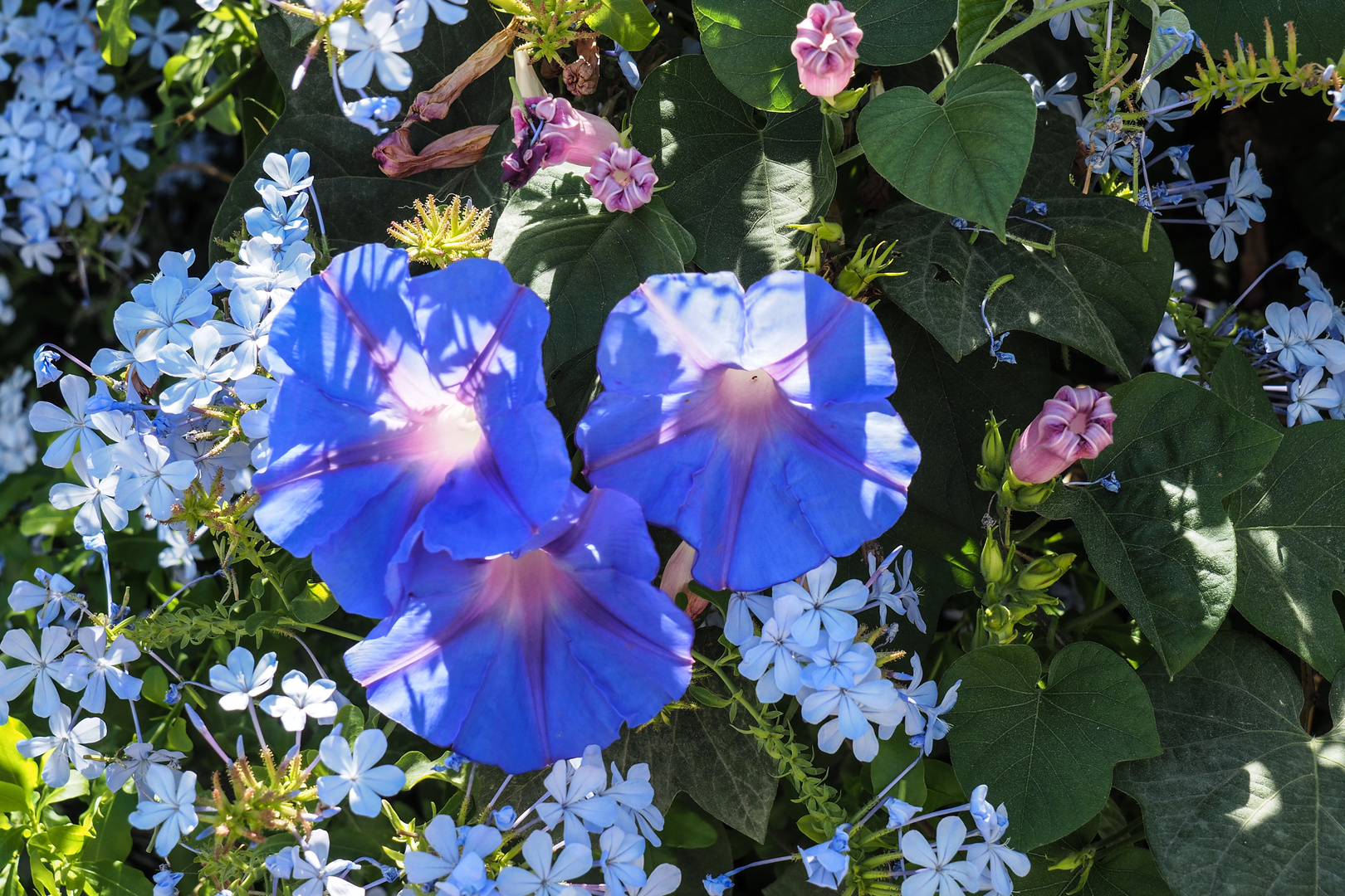 Blütenpracht in Bodrum, Türkei, Juni 2015 (5)