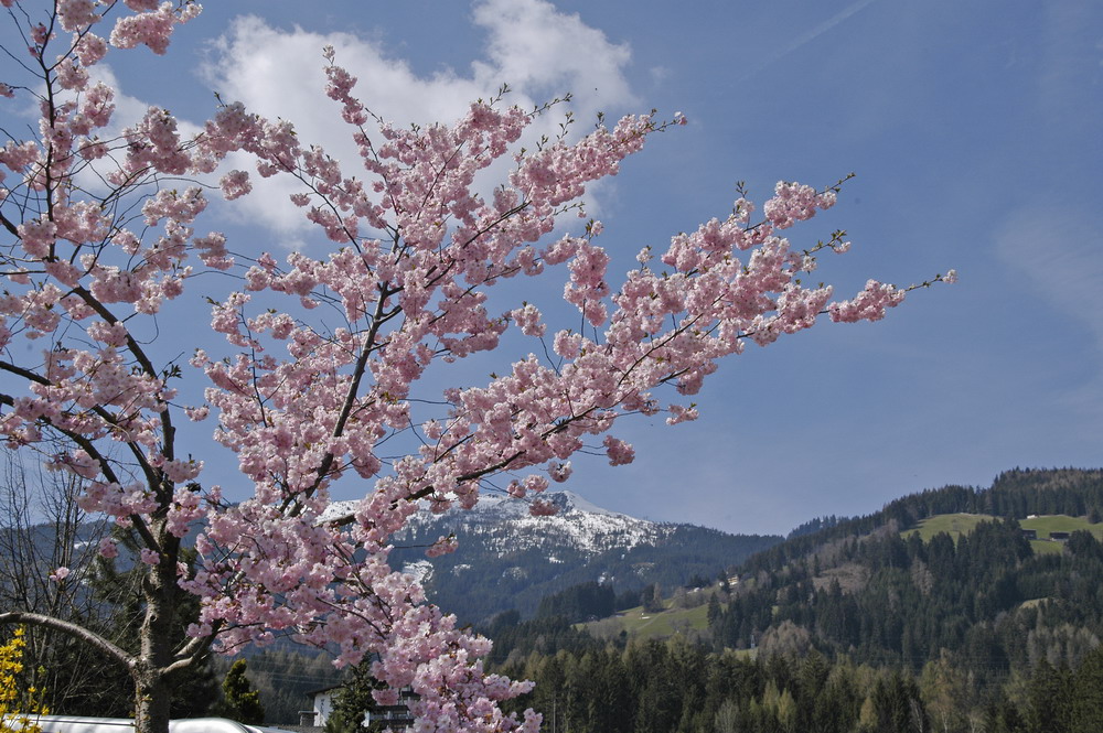 Blütenpracht in den Bergen