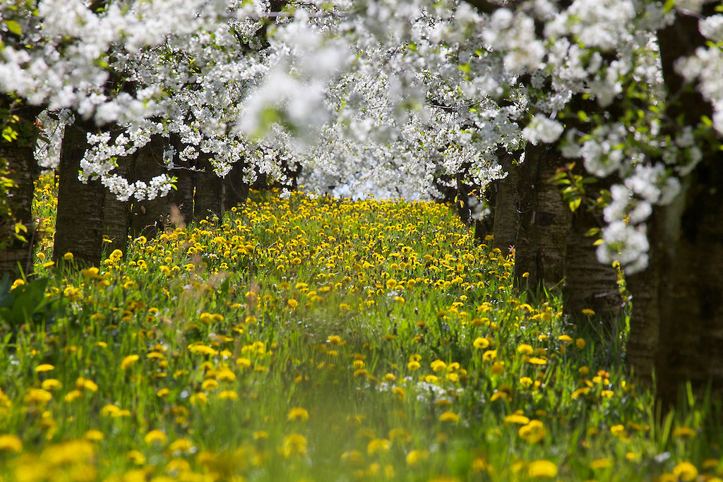 Blütenpracht in der Frühlingssonne