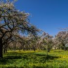 Blütenpracht in der Obstbaumwiese