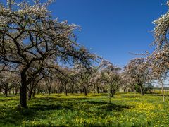 Blütenpracht in der Obstbaumwiese