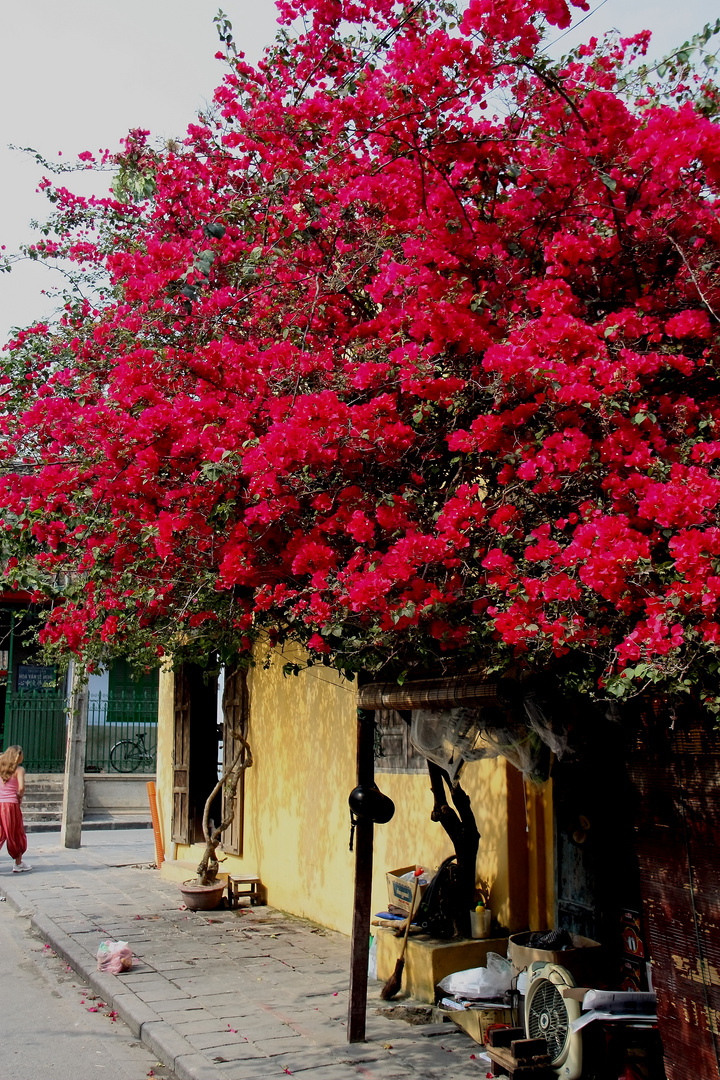 Blütenpracht in Hoi An