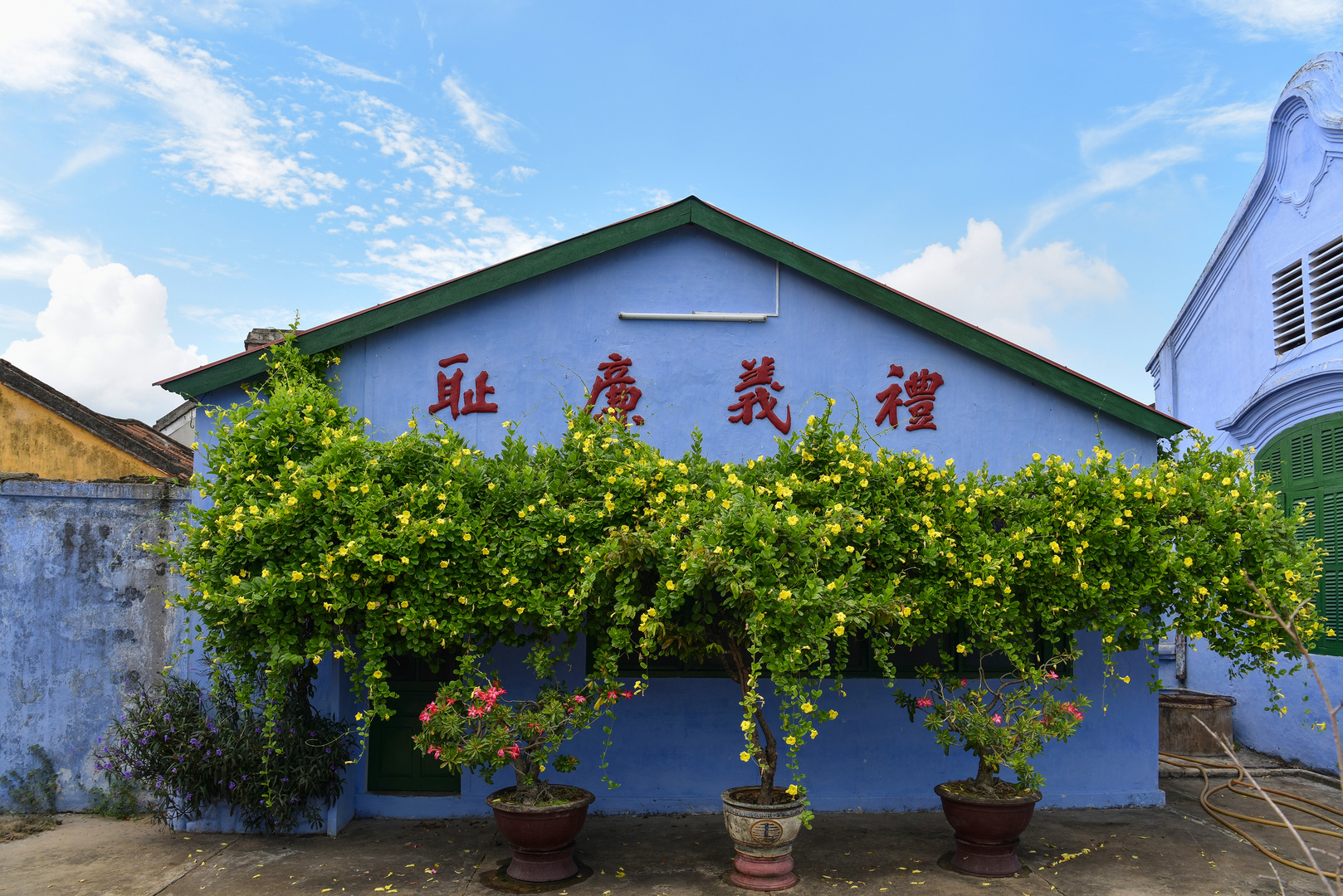 Blütenpracht in Hoi An