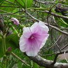 Blütenpracht in Kakadu