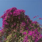 Blütenpracht in Kapharnaum