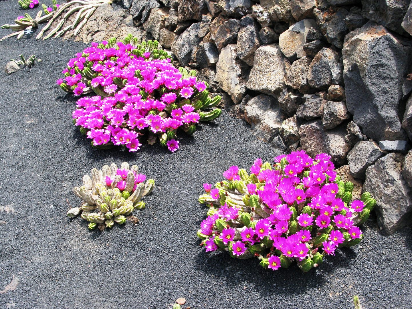 Blütenpracht in Lava-Asche