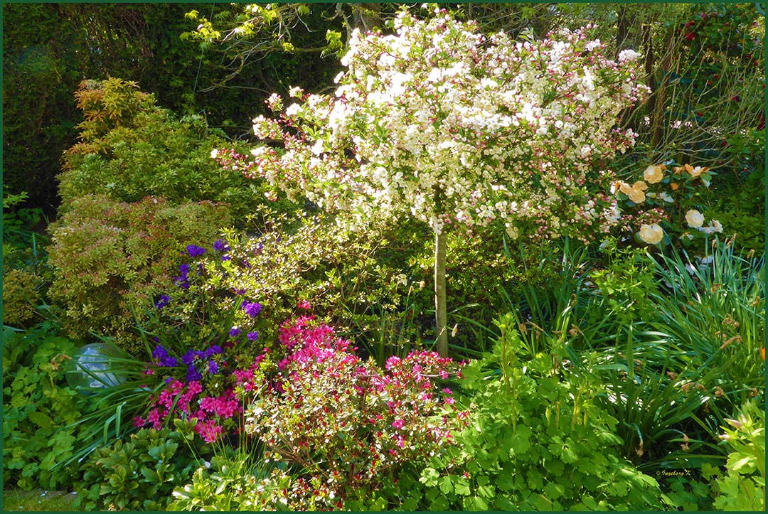 Blütenpracht in meinem Garten im April