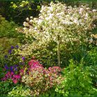 Blütenpracht in meinem Garten im April