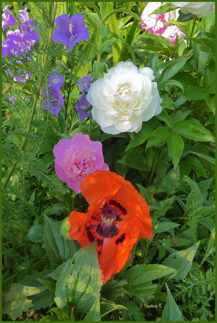 Blütenpracht in meinem Garten im Mai