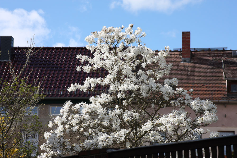 Blütenpracht in Nachbars Garten