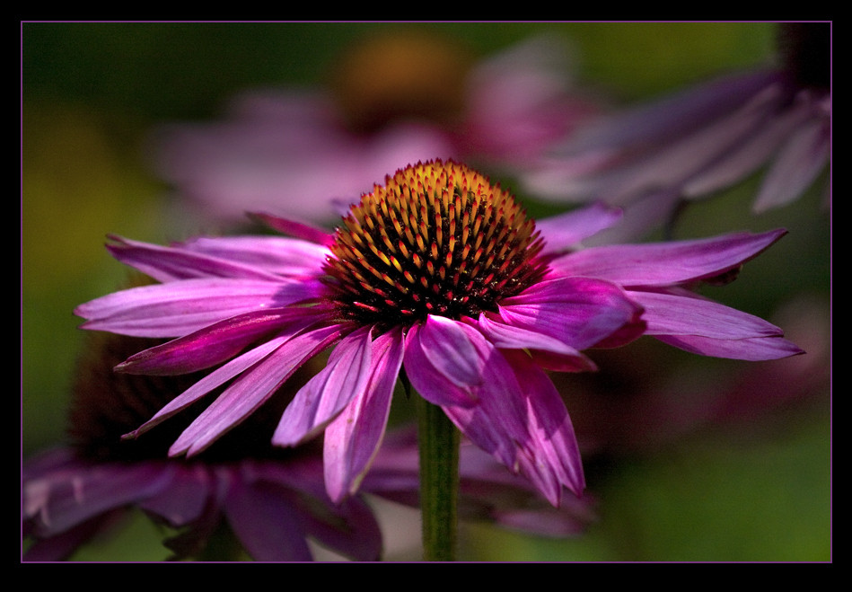 Blütenpracht in pink...