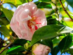 Blütenpracht in Rosa