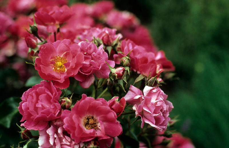 Blütenpracht in Rosa