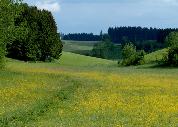 Blütenpracht in Untrasried...