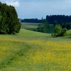 Blütenpracht in Untrasried...