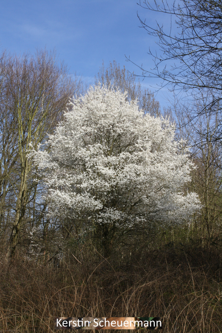 Blütenpracht in weiß