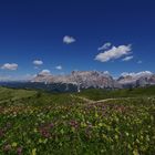 Blütenpracht mit Fanes Blick