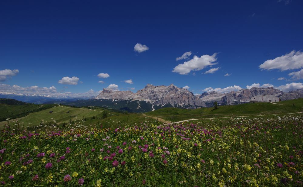 Blütenpracht mit Fanes Blick