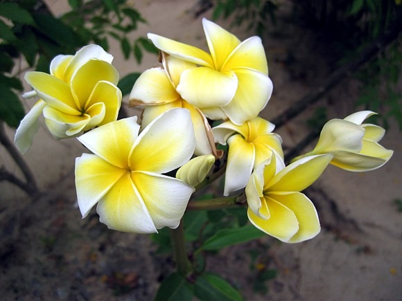 Blütenpracht (Plumeria)