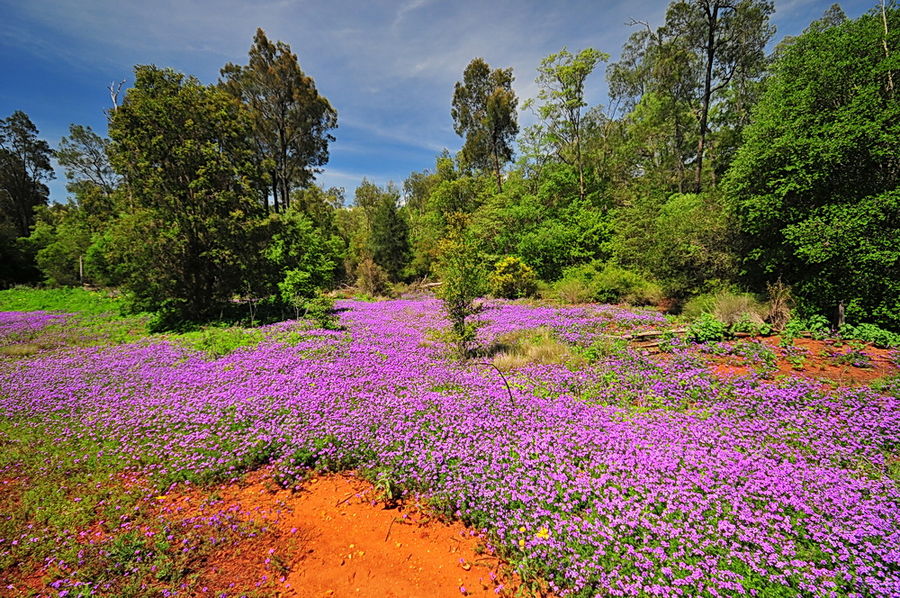 Blütenpracht, Queensland, Australien