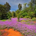 Blütenpracht, Queensland, Australien