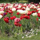 Blütenpracht - Tulpen