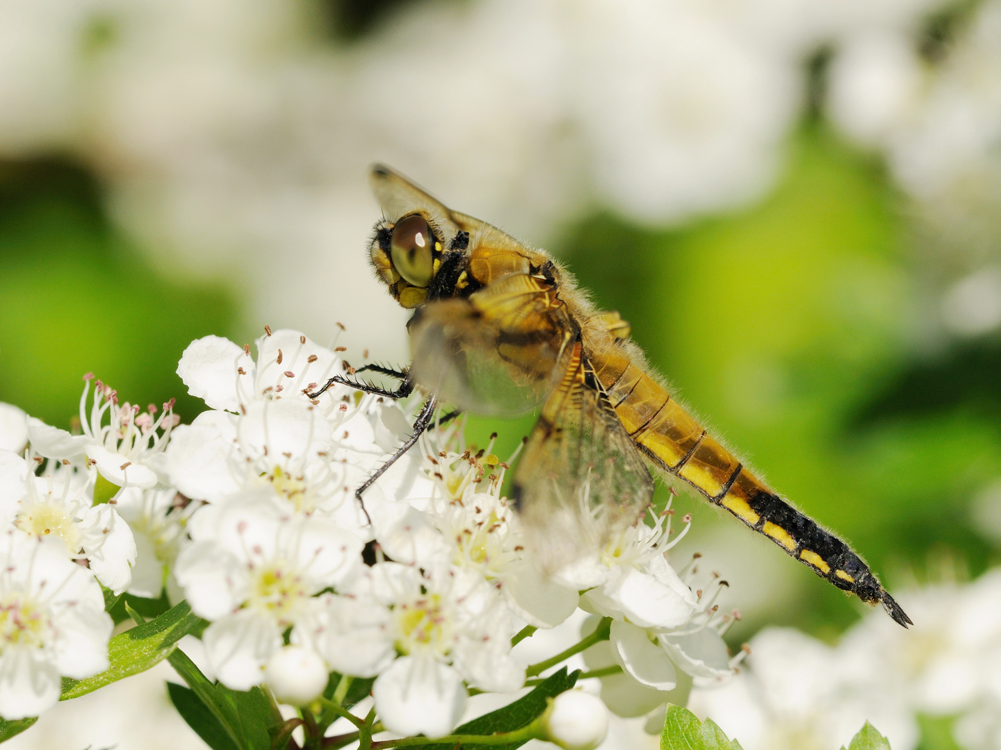 Blütenpracht Vierfleck Weibchen