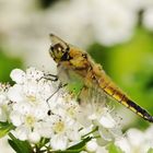 Blütenpracht Vierfleck Weibchen