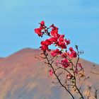 Blütenpracht vor dem Vulkan