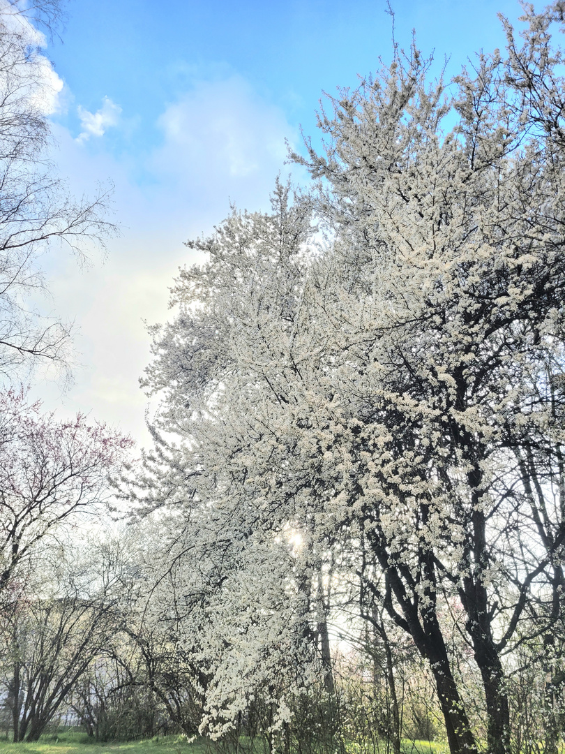 Blütenpracht wie Schnee