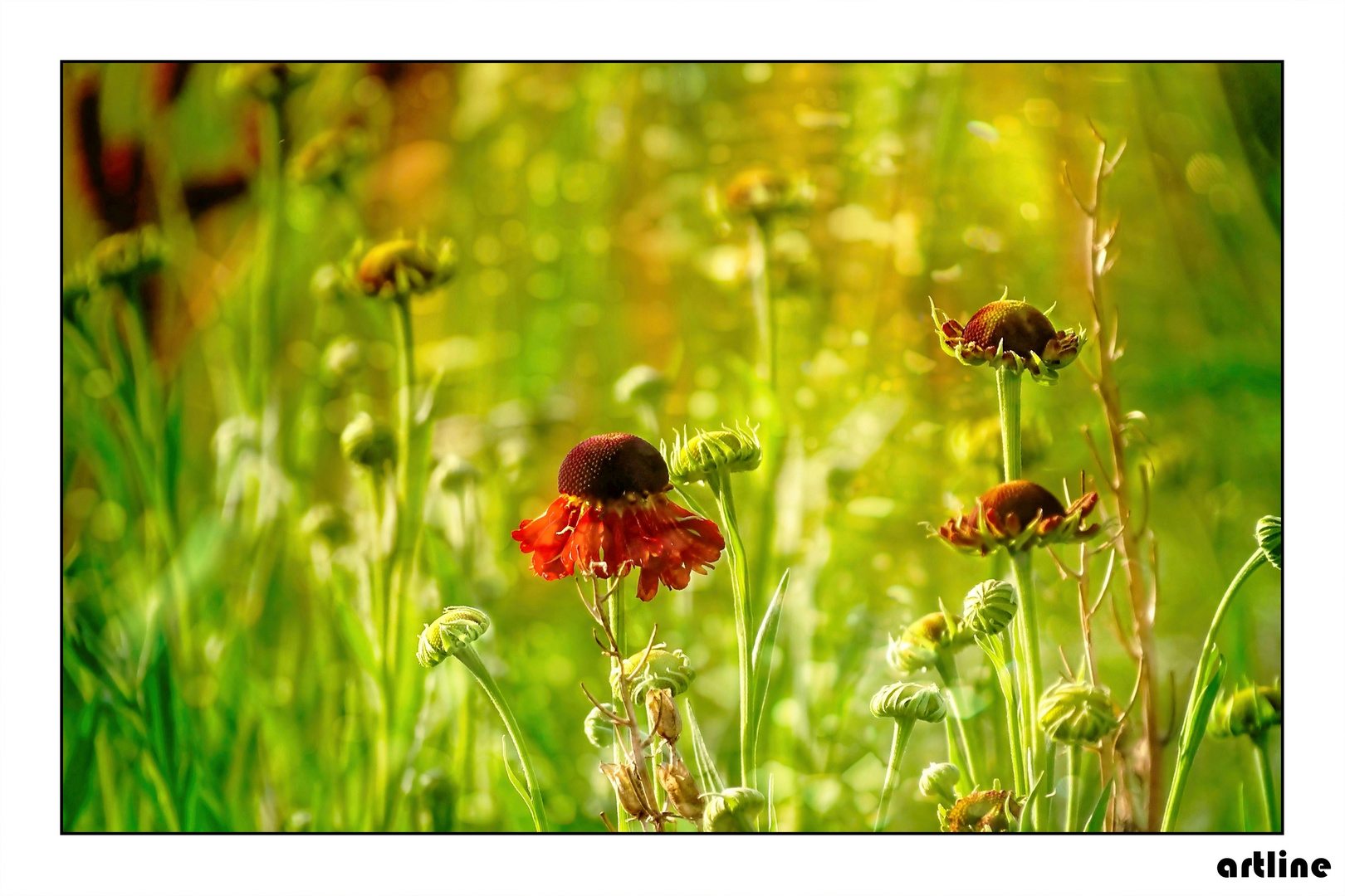 Blütenpracht....Mittwochsblümchen