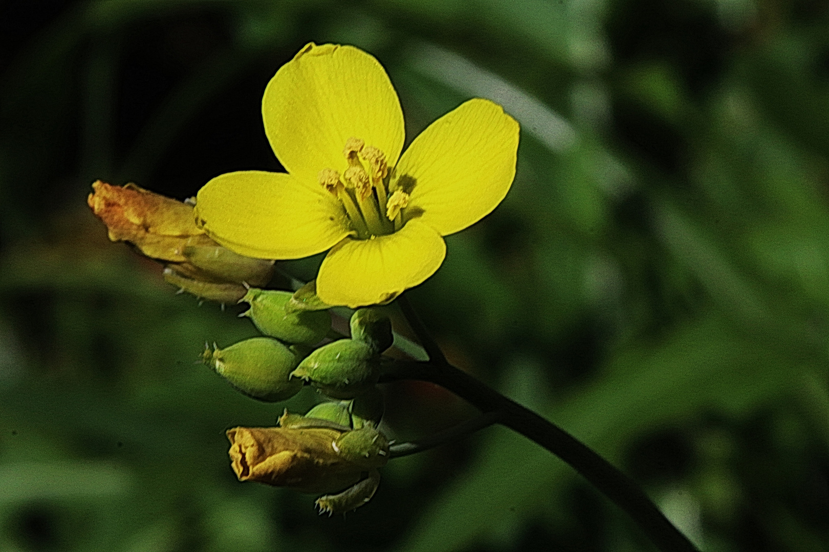 Blütenquiz - wer kennt diese Blüte?