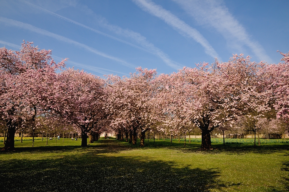 Blütenrausch (2) im Schwetzinger Schlossgarten. Aufnahme vom 9.4.15