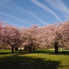 Blütenrausch (2) im Schwetzinger Schlossgarten. Aufnahme vom 9.4.15