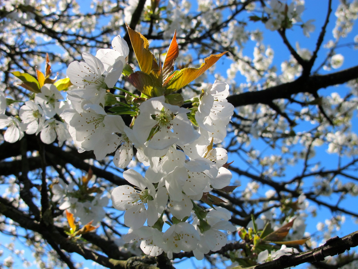 Blütenrausch