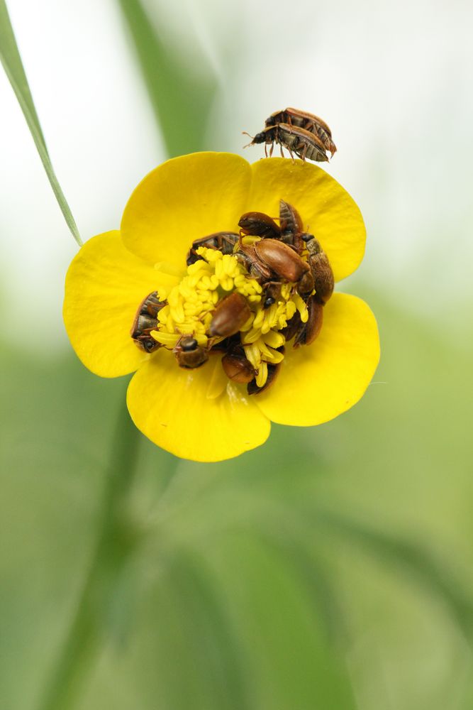 Blüten:rausch